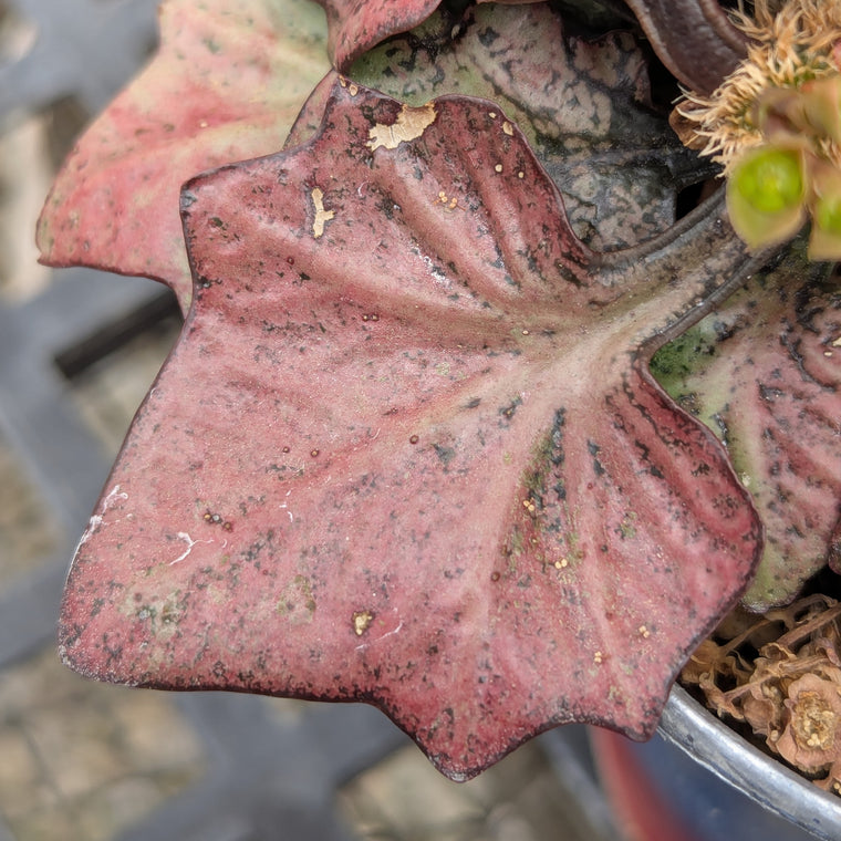 Euphorbia francoisii #31