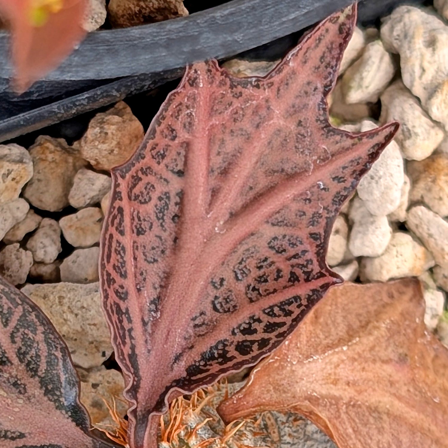 Euphorbia francoisii #31