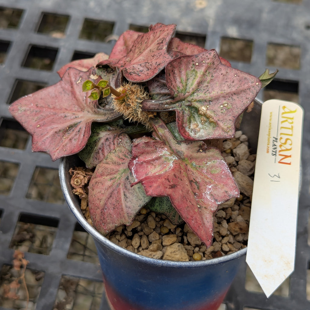 Euphorbia francoisii #31