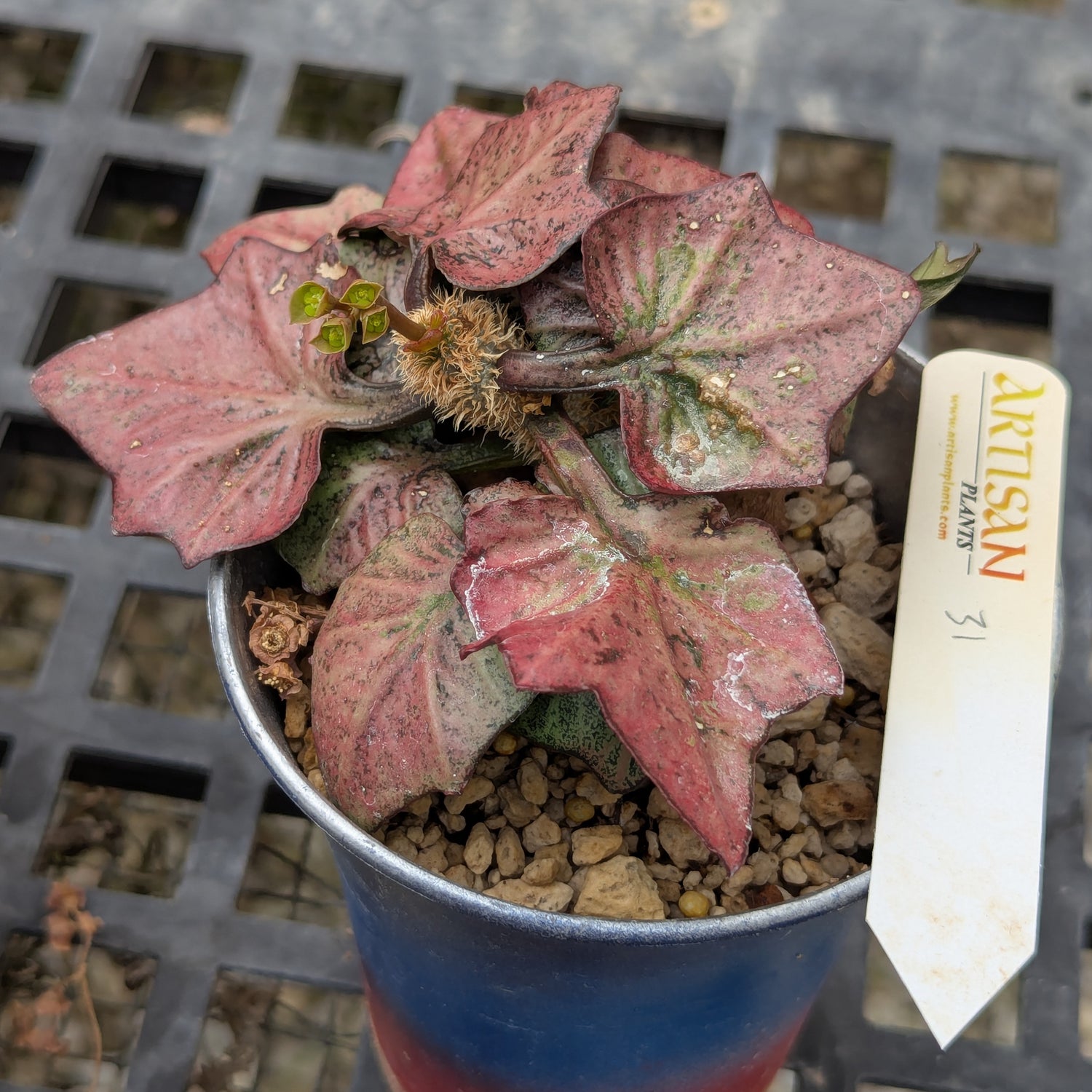 Euphorbia francoisii #31