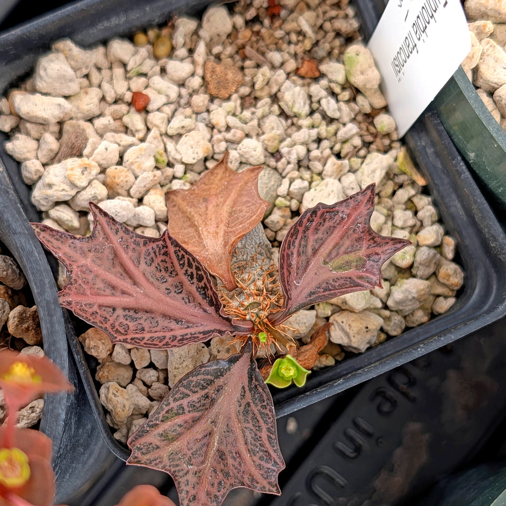 Euphorbia francoisii #31