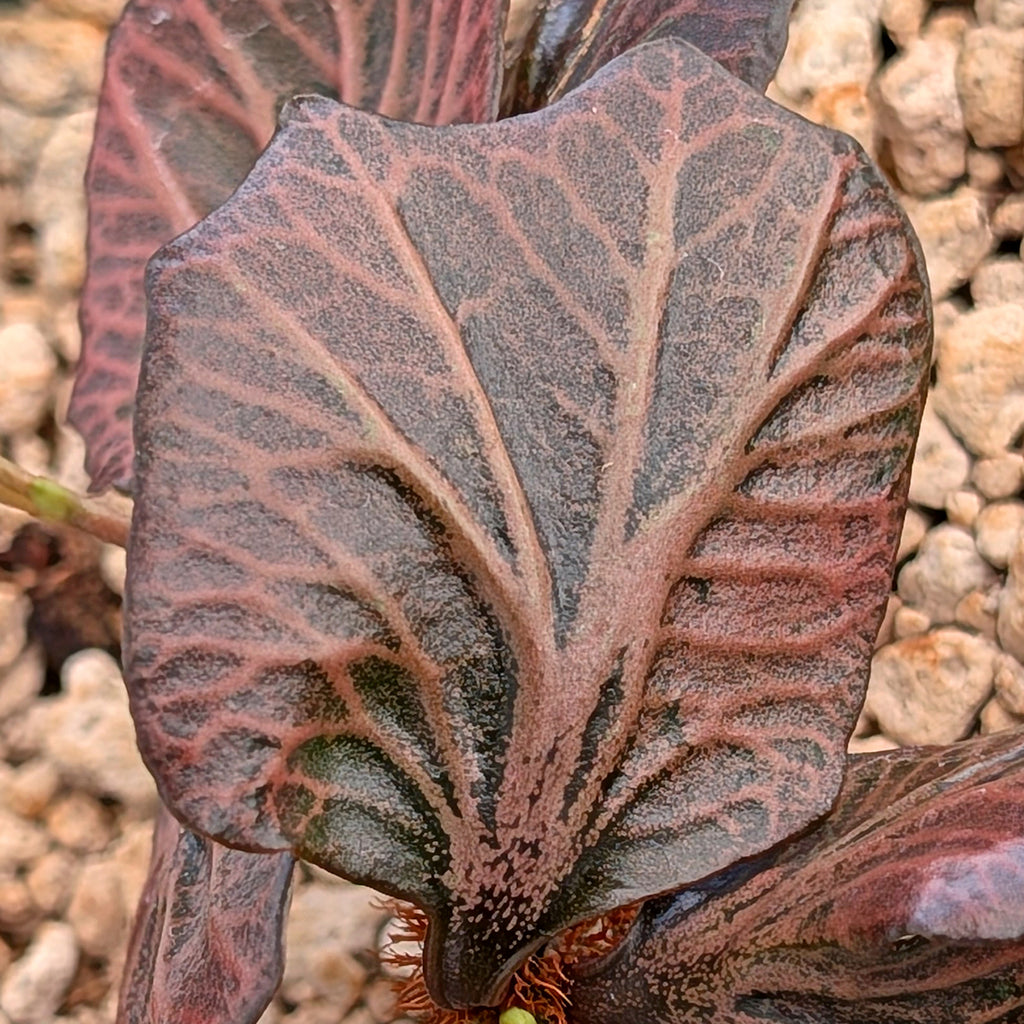 Euphorbia francoisii #32