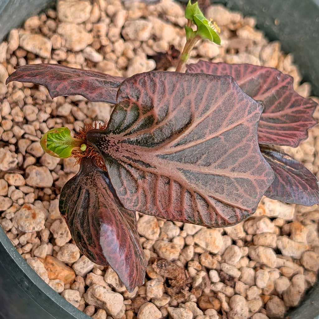 Euphorbia francoisii #32