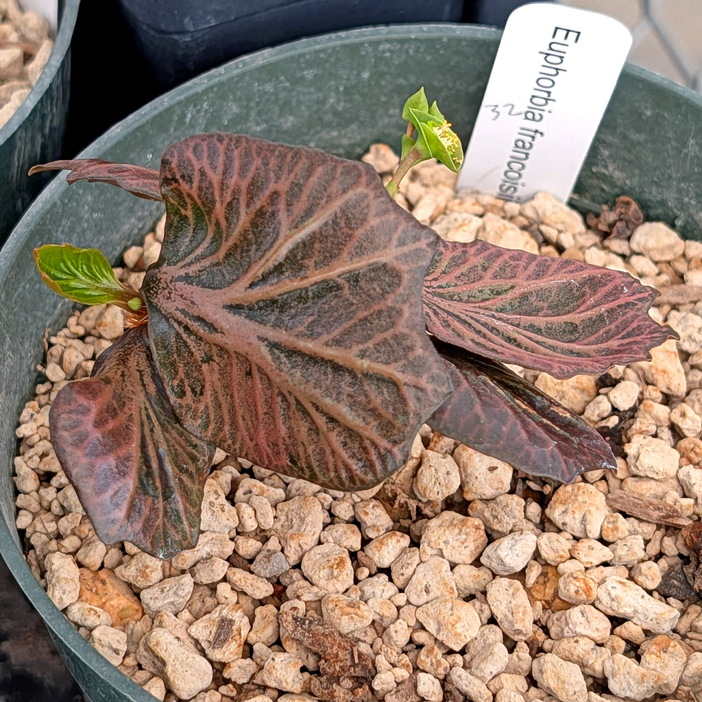 Euphorbia francoisii #32