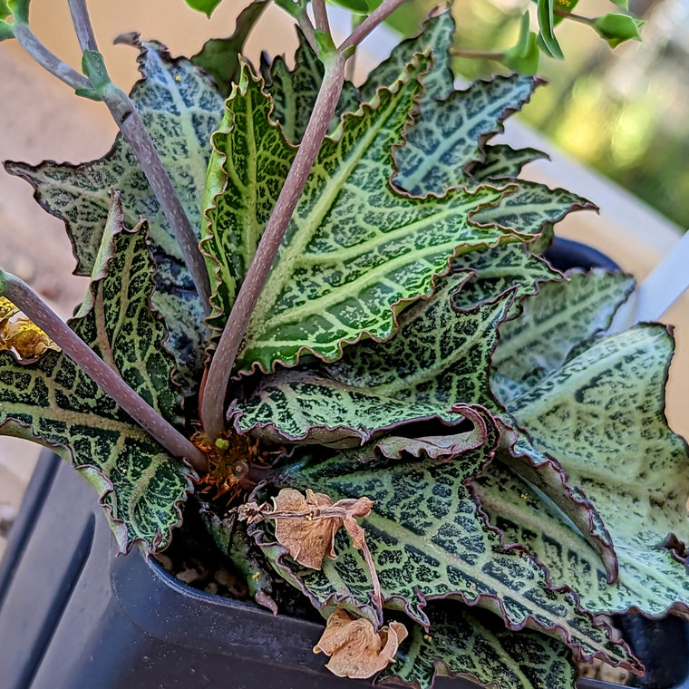 Euphorbia francoisii #35