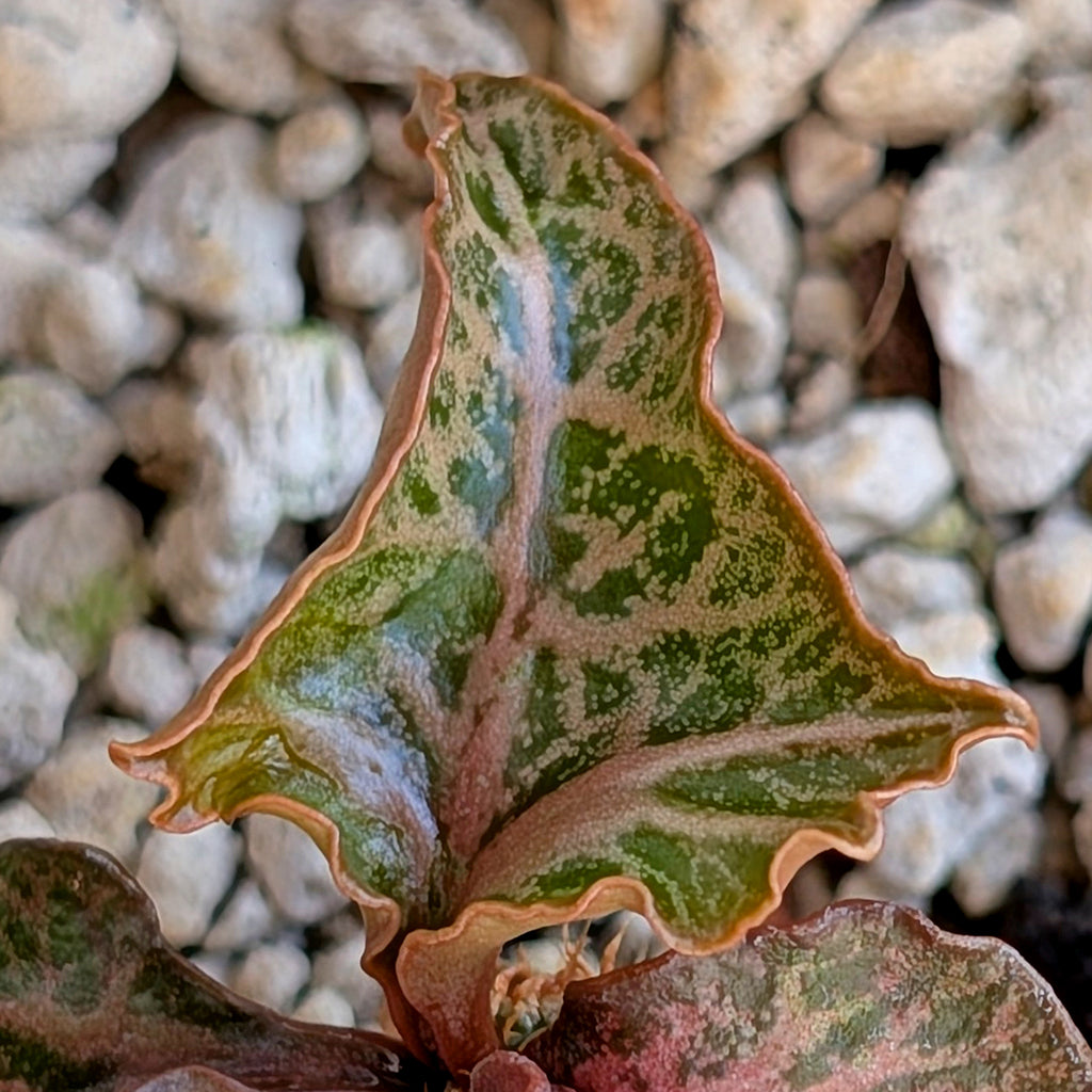 Euphorbia francoisii #4