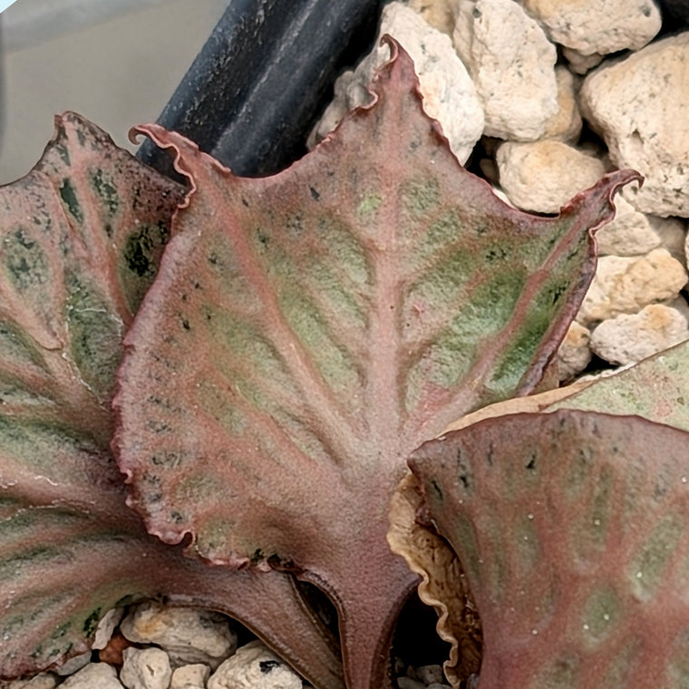 Euphorbia francoisii #4