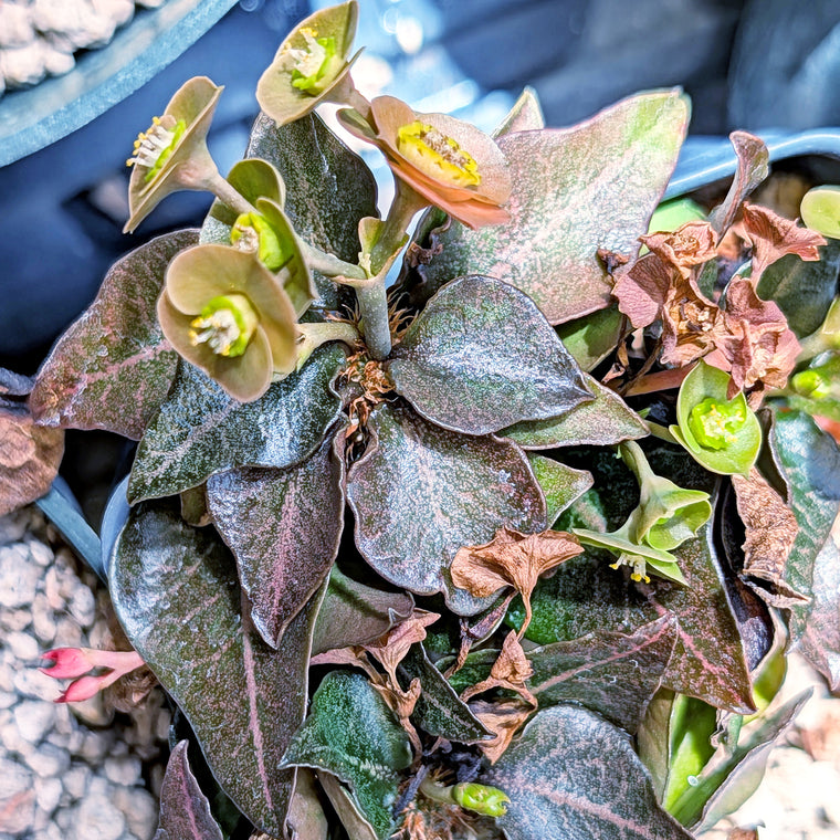 Euphorbia francoisii #4 - flowers on this one smell nice!