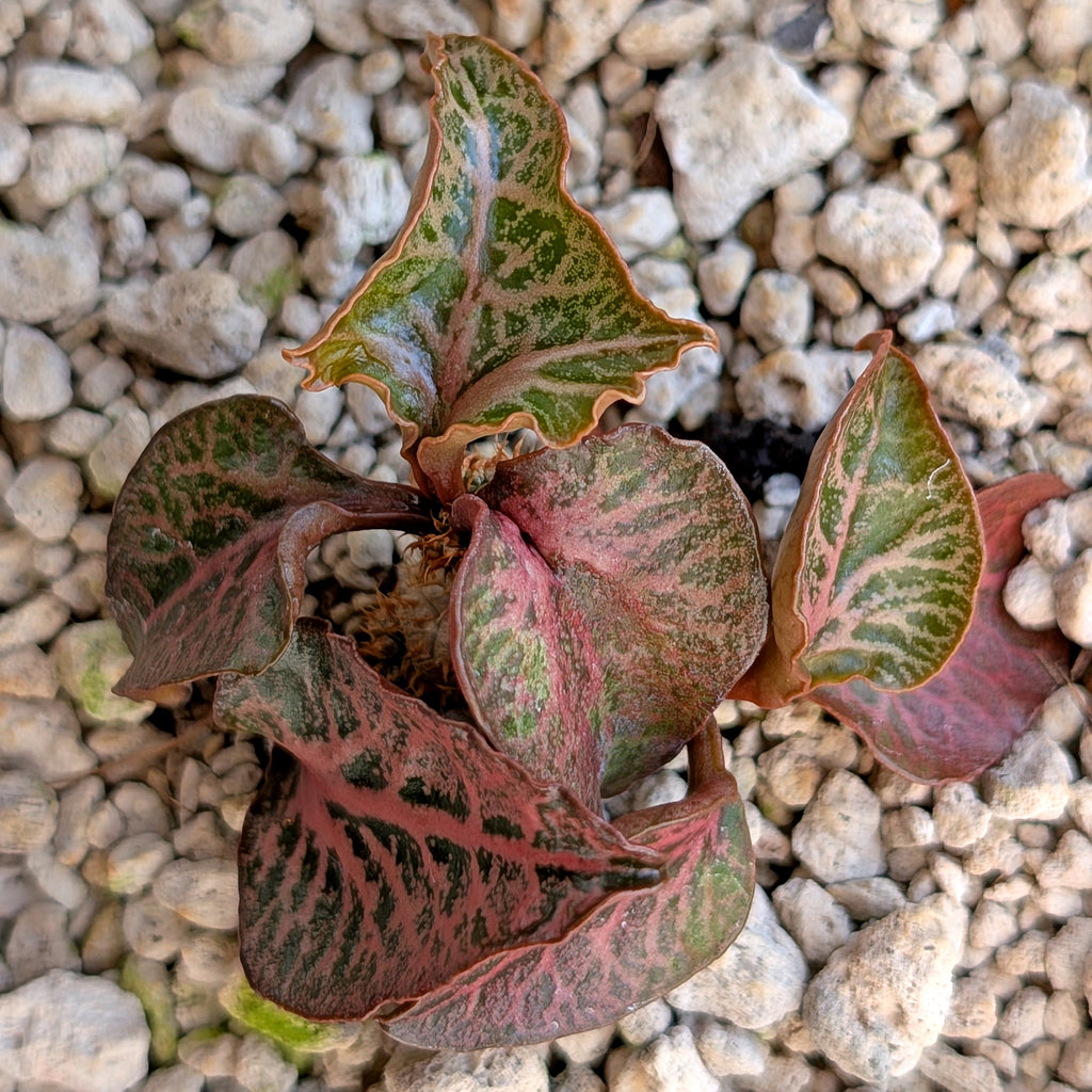 Euphorbia francoisii #4