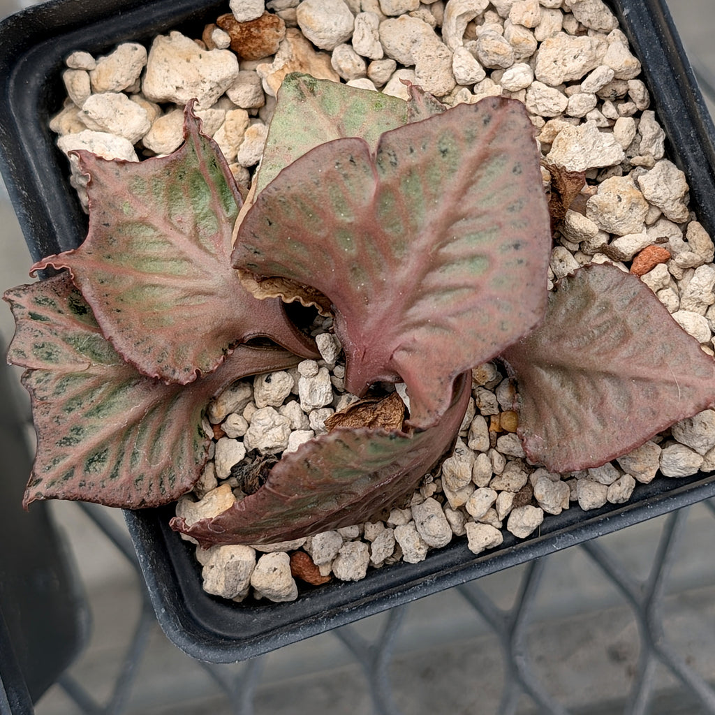 Euphorbia francoisii #4
