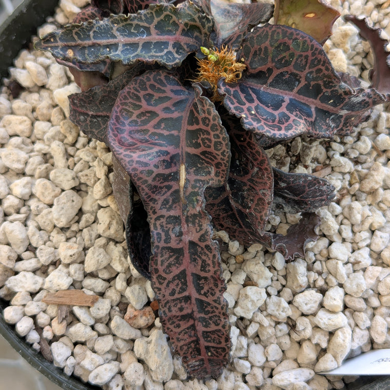 Euphorbia francoisii #4