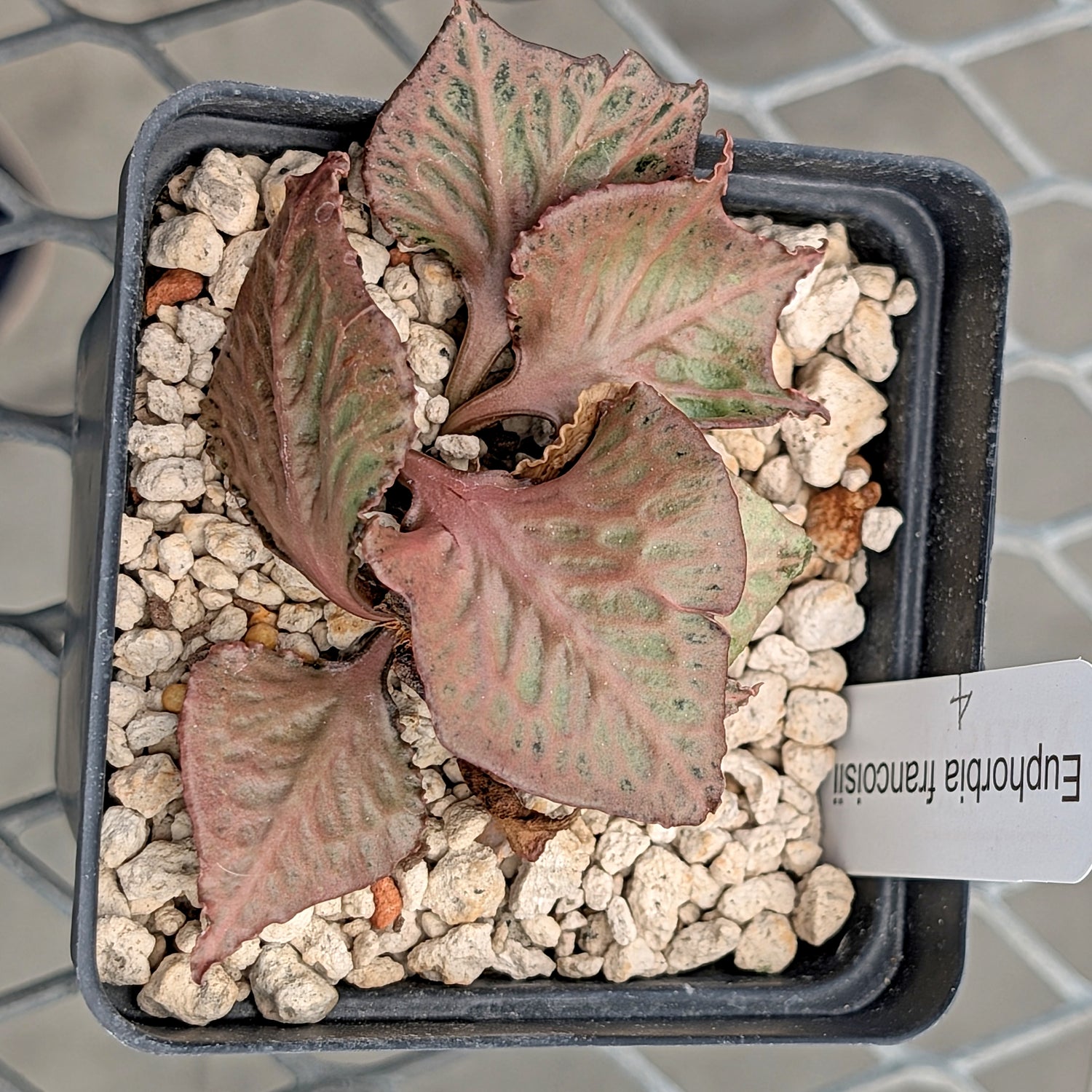 Euphorbia francoisii #4