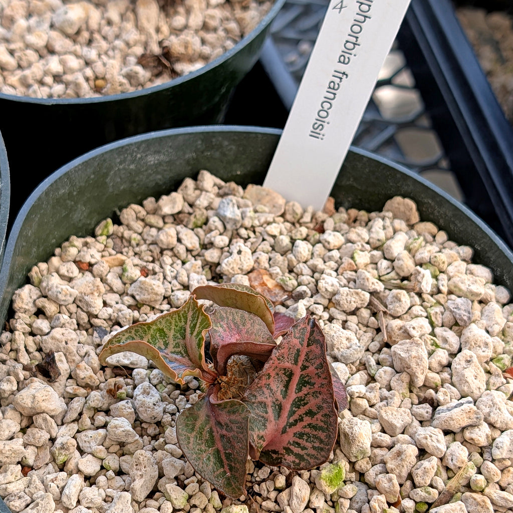 Euphorbia francoisii #4