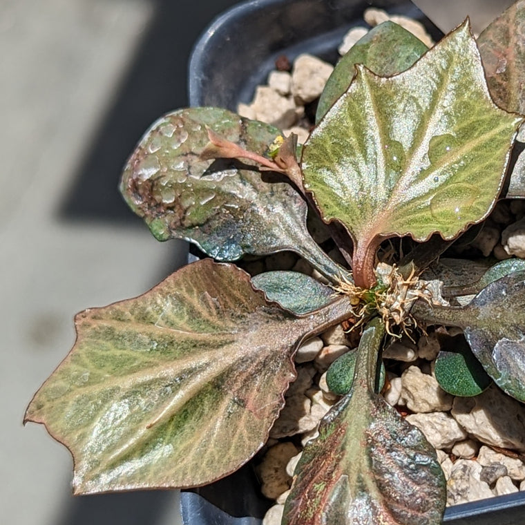 Euphorbia francoisii #4