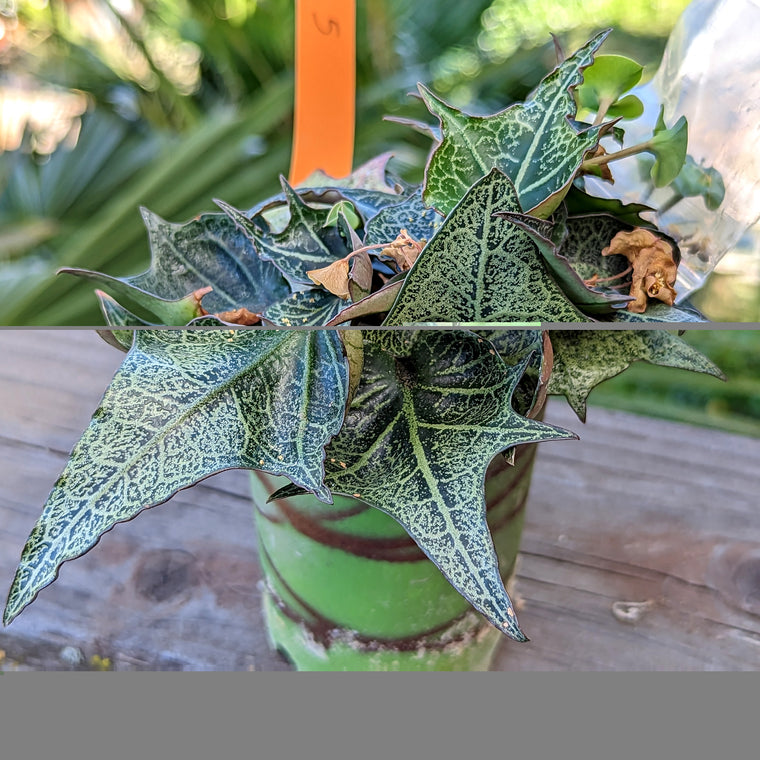 Euphorbia francoisii #e5