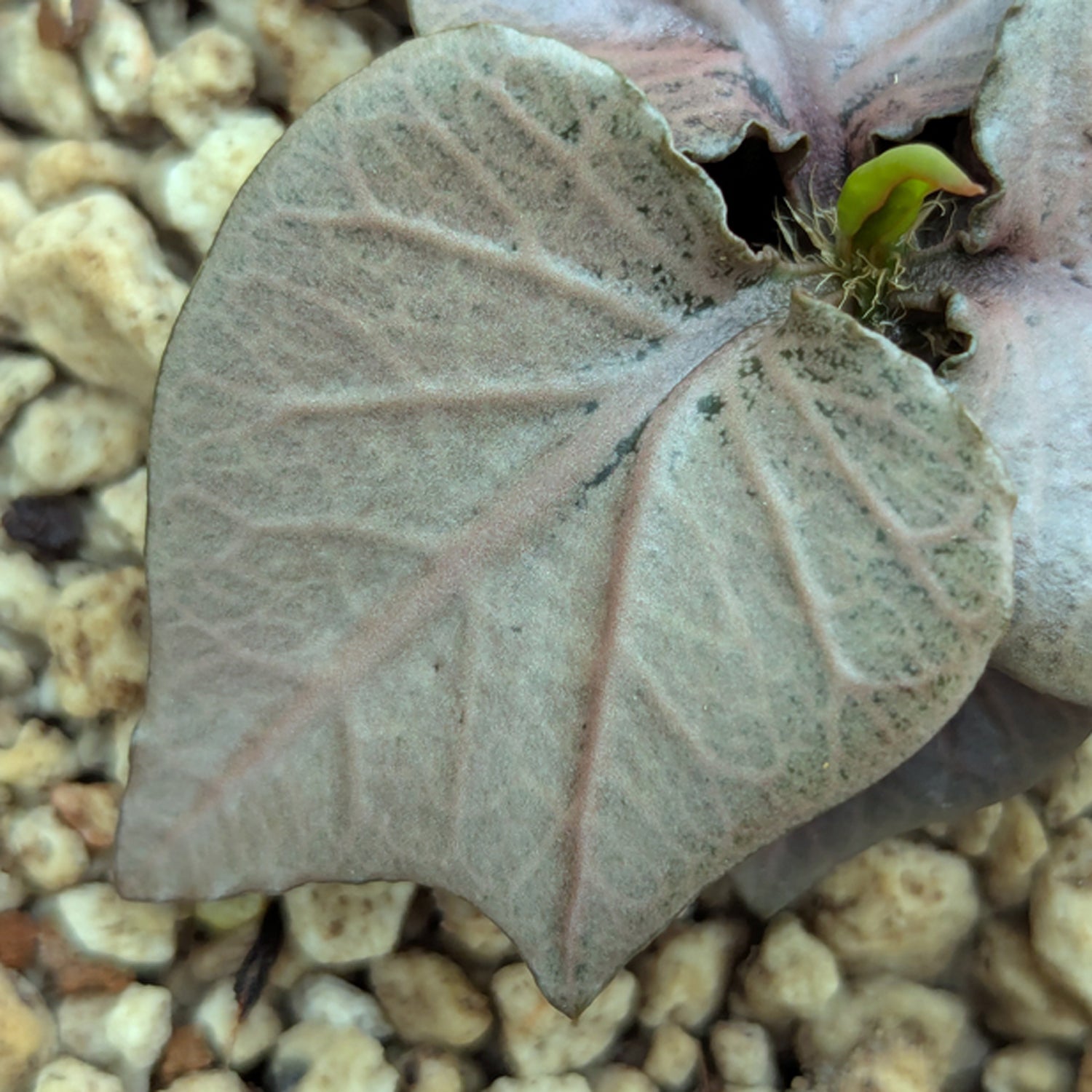 Euphorbia francoisii #5