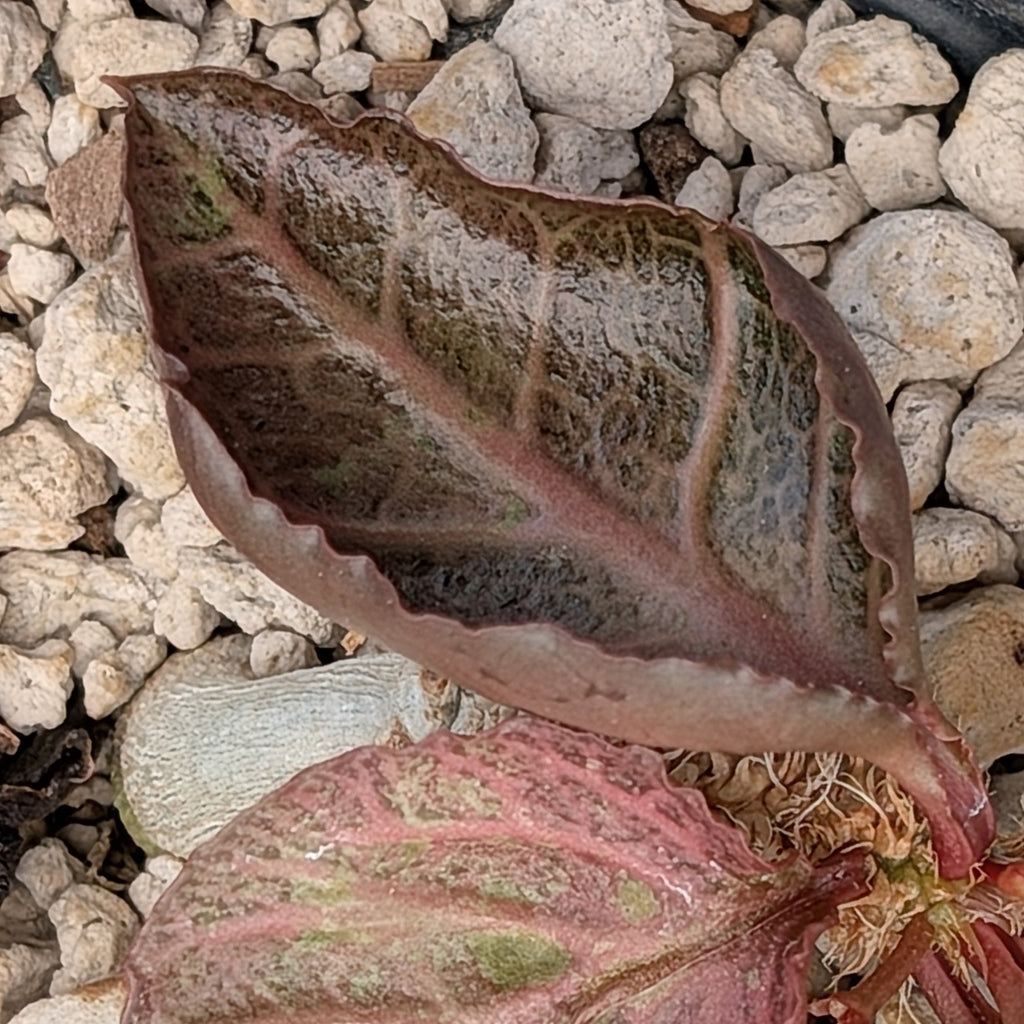 Euphorbia francoisii #5