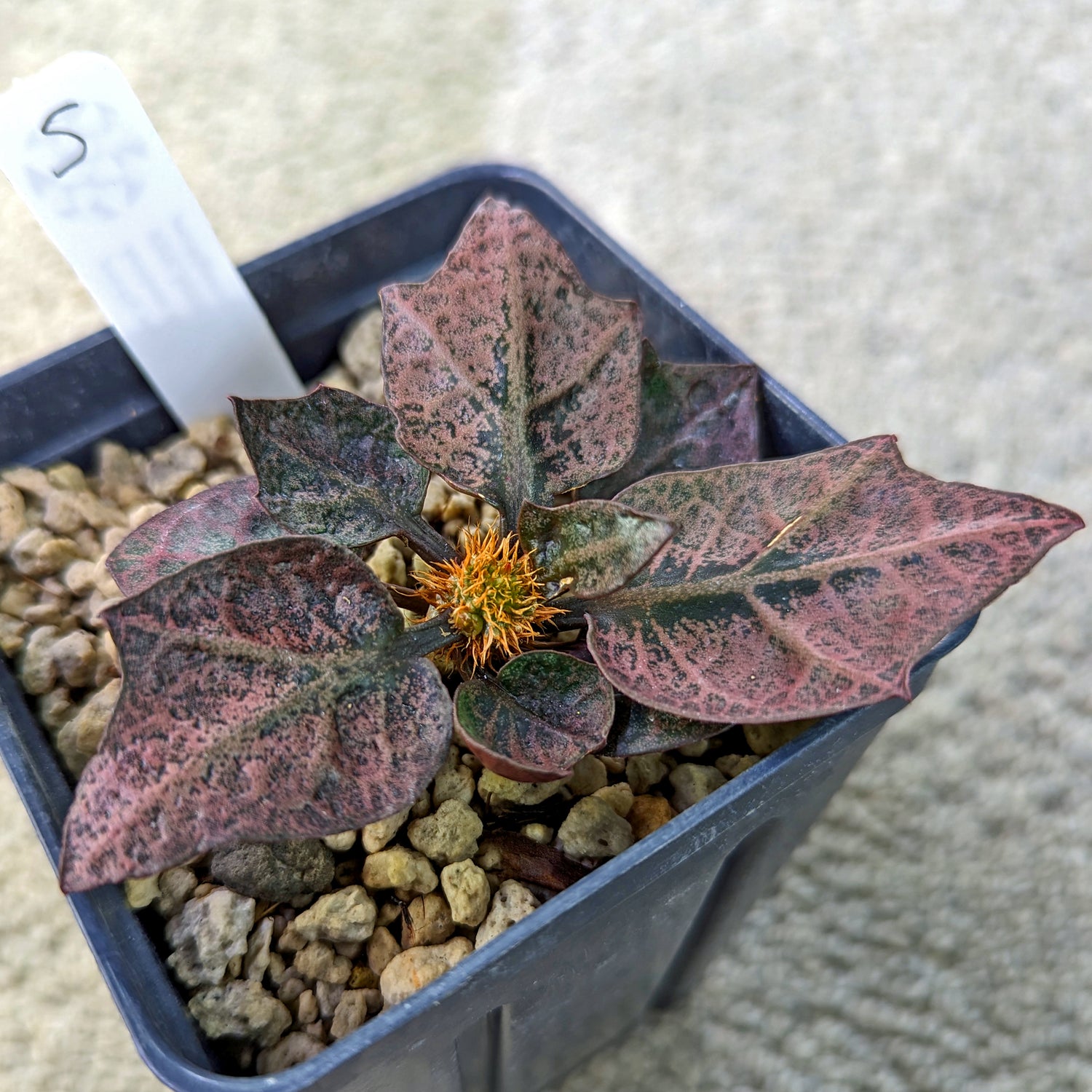Euphorbia francoisii #5 SOLD OUT