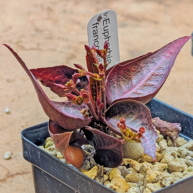 Euphorbia francoisii #5