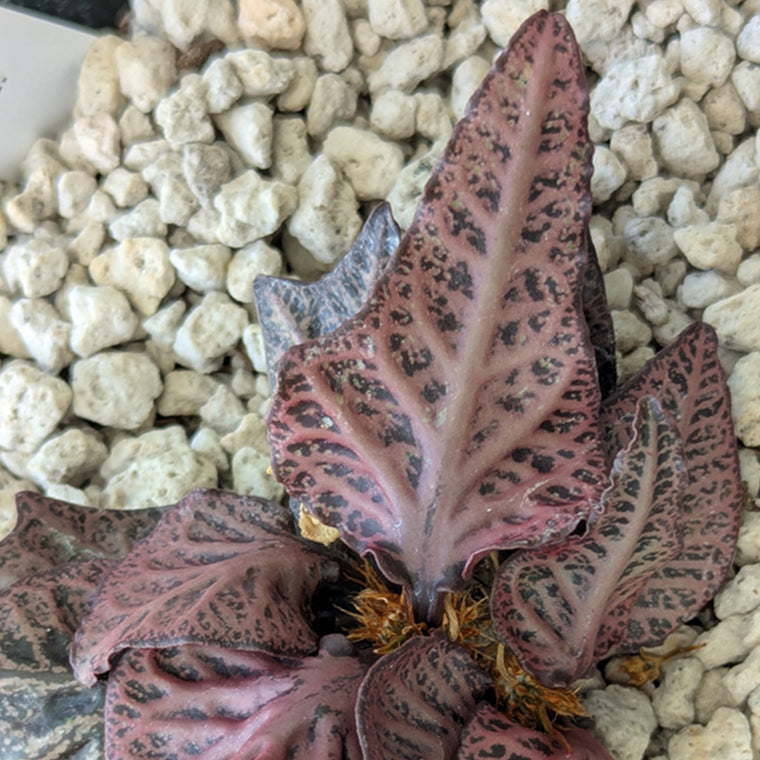 Euphorbia francoisii #5