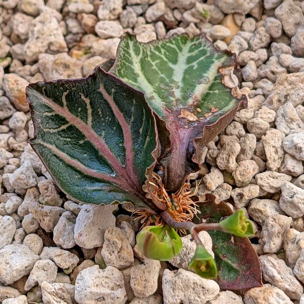 Euphorbia francoisii #5
