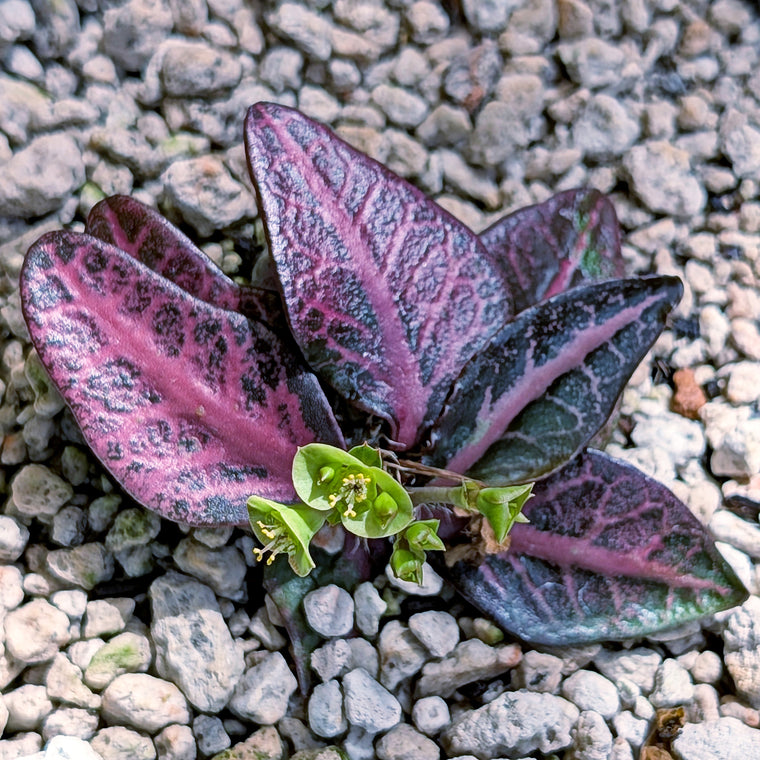 Euphorbia francoisii #5