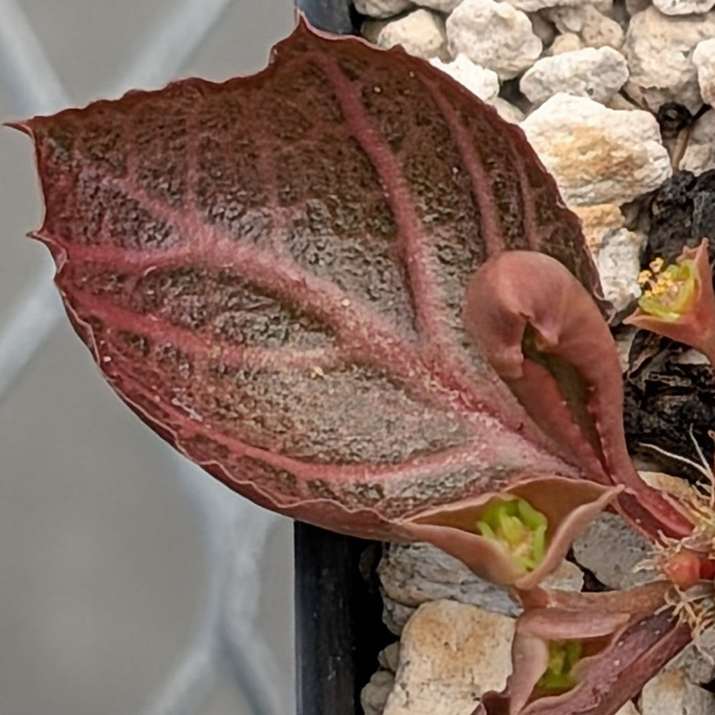 Euphorbia francoisii #5