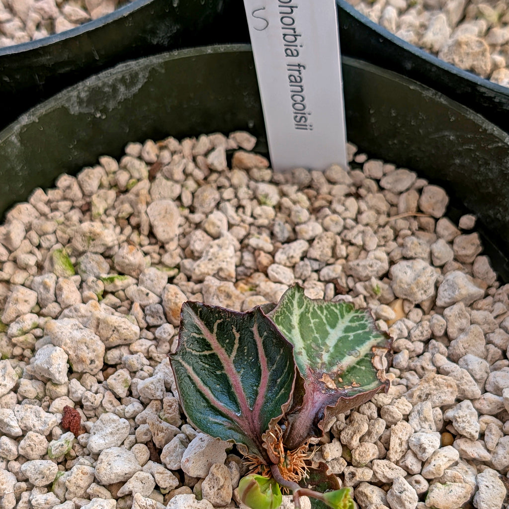 Euphorbia francoisii #5