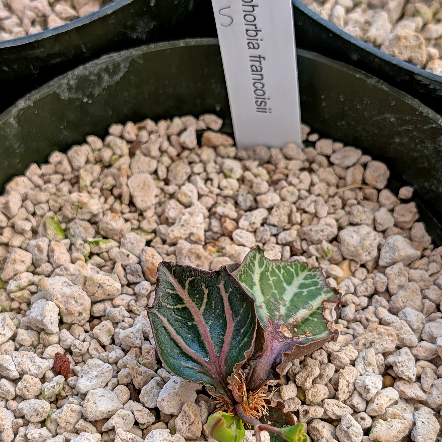 Euphorbia francoisii #5