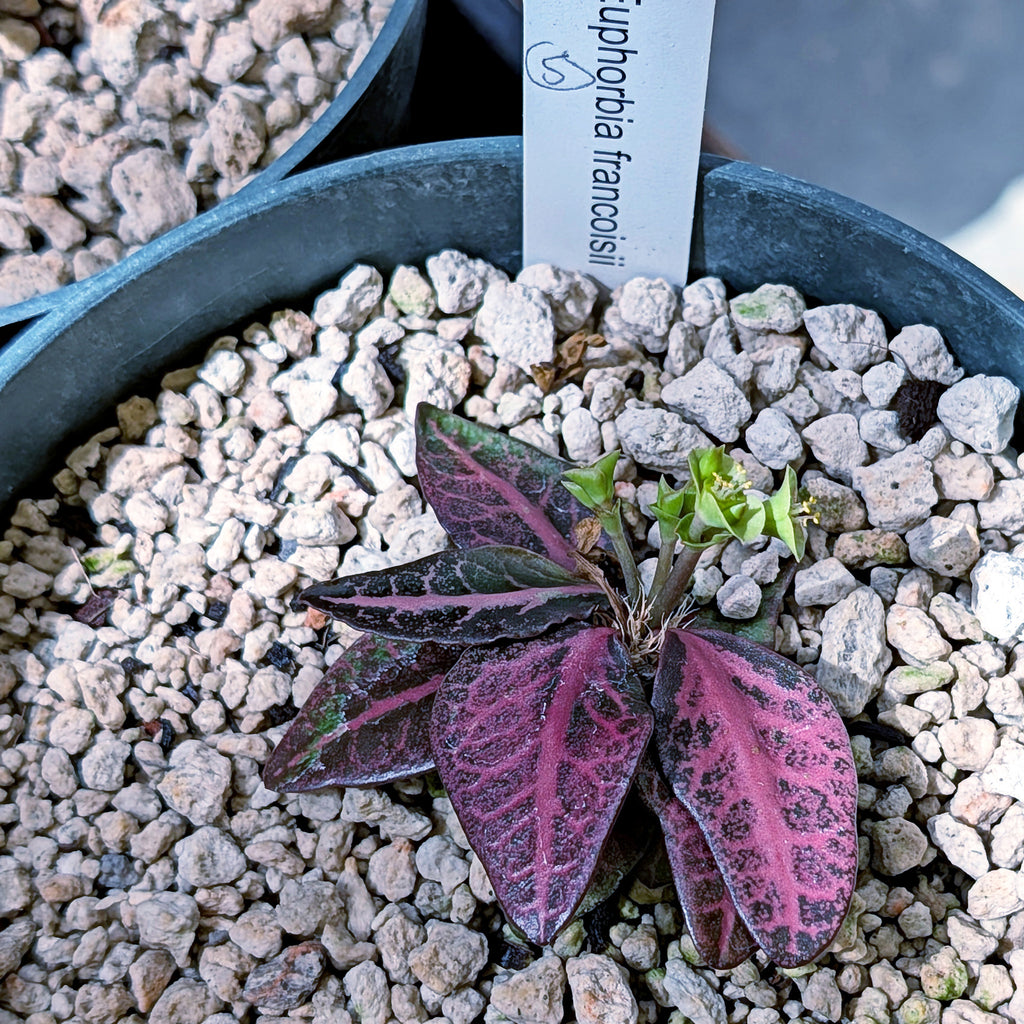 Euphorbia francoisii #5
