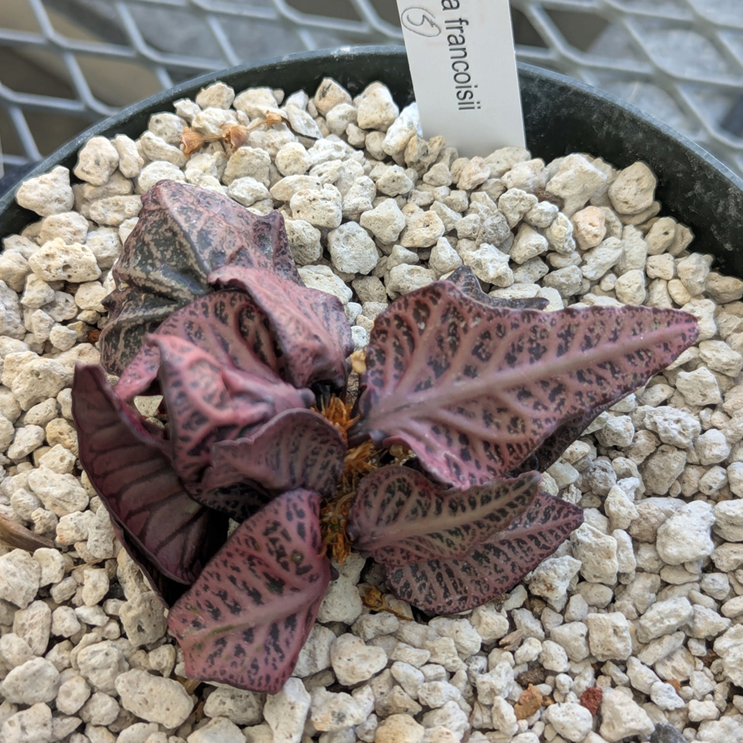Euphorbia francoisii #5