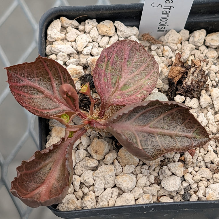 Euphorbia francoisii #5