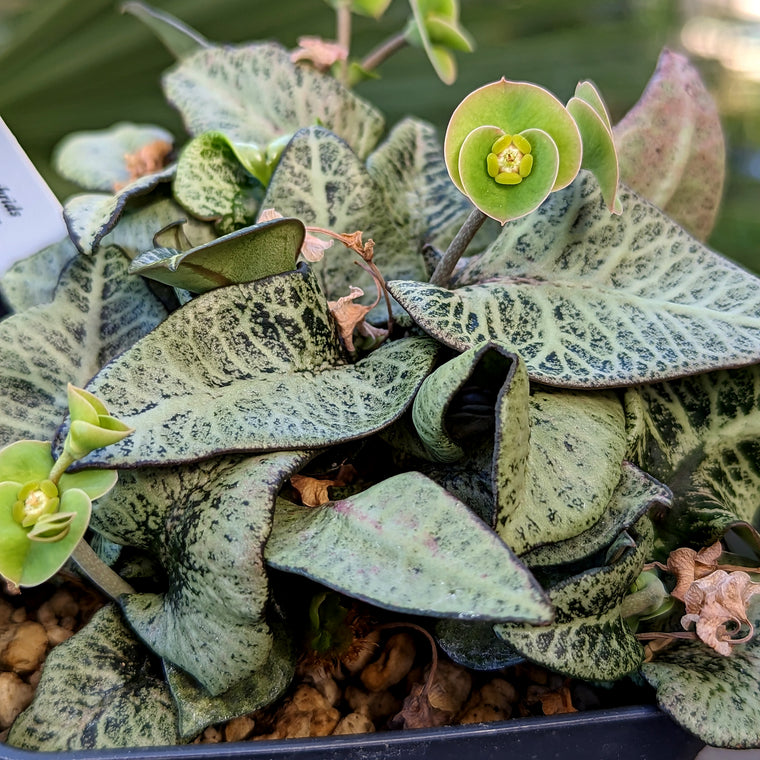Euphorbia francoisii #54