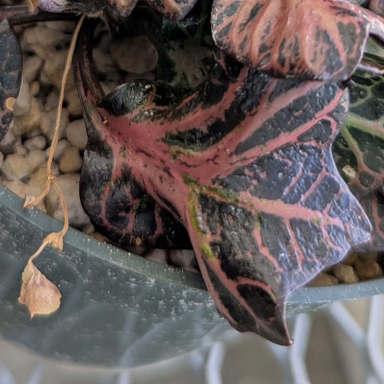 Euphorbia francoisii #6