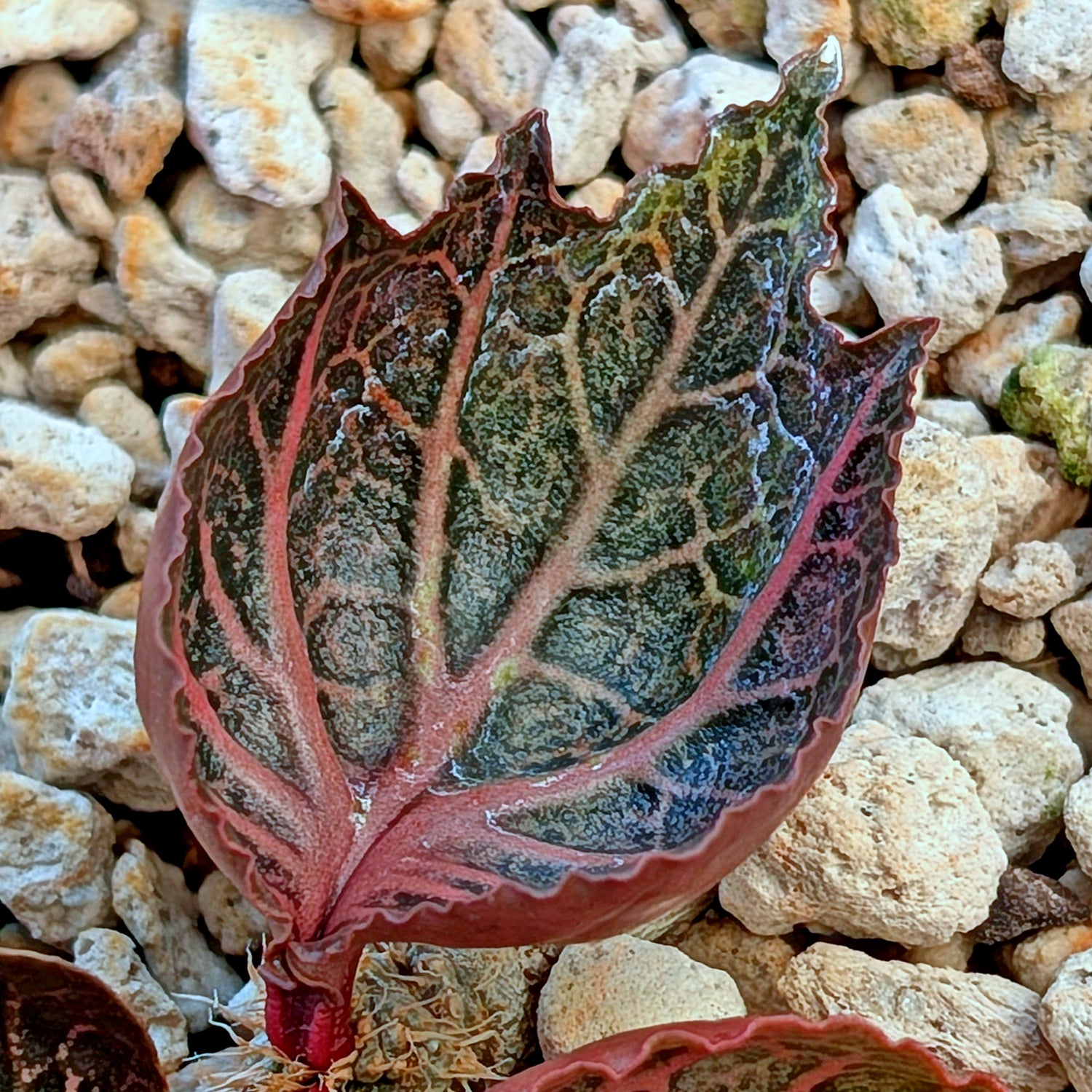 Euphorbia francoisii #6