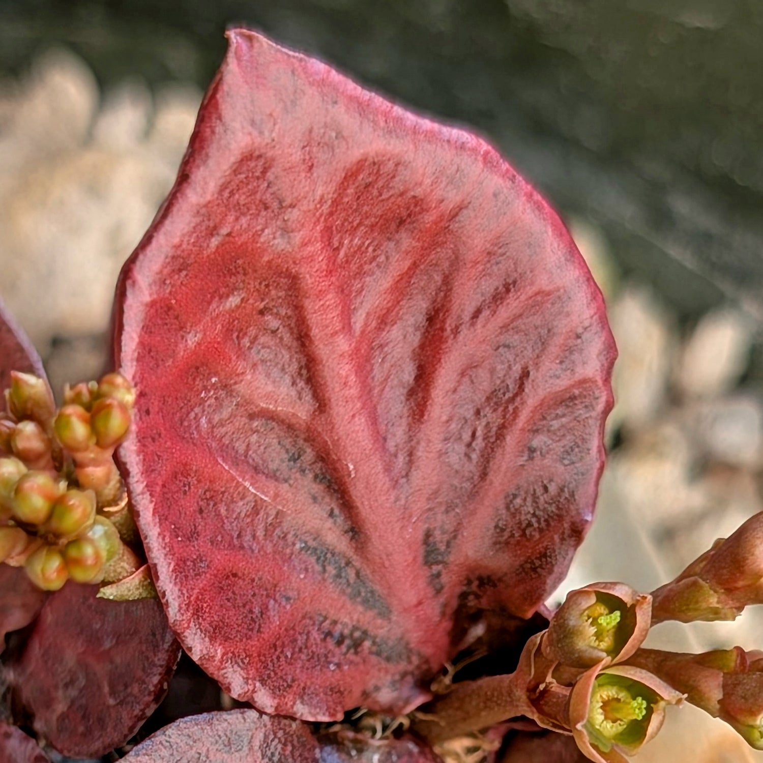 Euphorbia francoisii #6