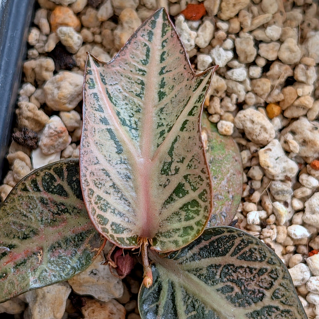 Euphorbia francoisii #6