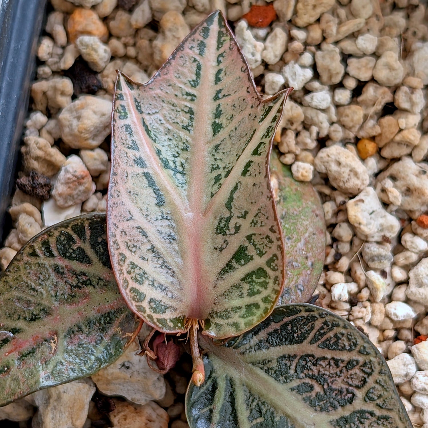 Euphorbia francoisii #6
