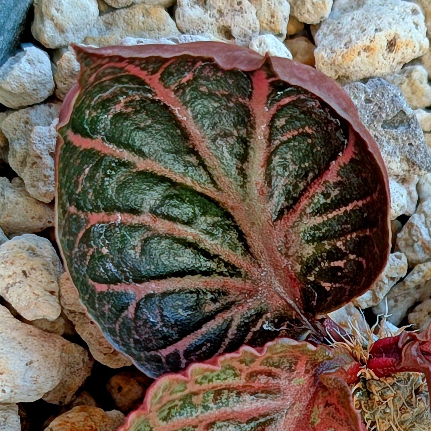 Euphorbia francoisii #6