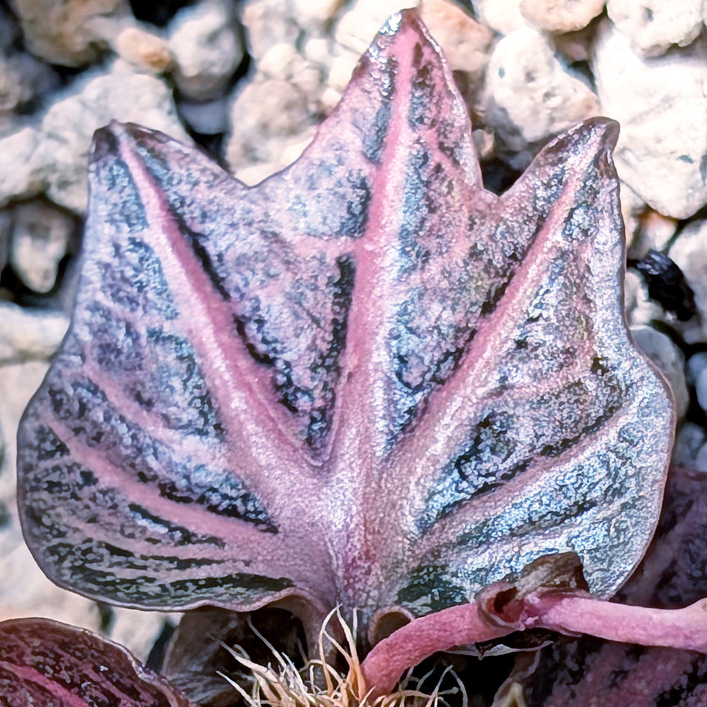 Euphorbia francoisii #6