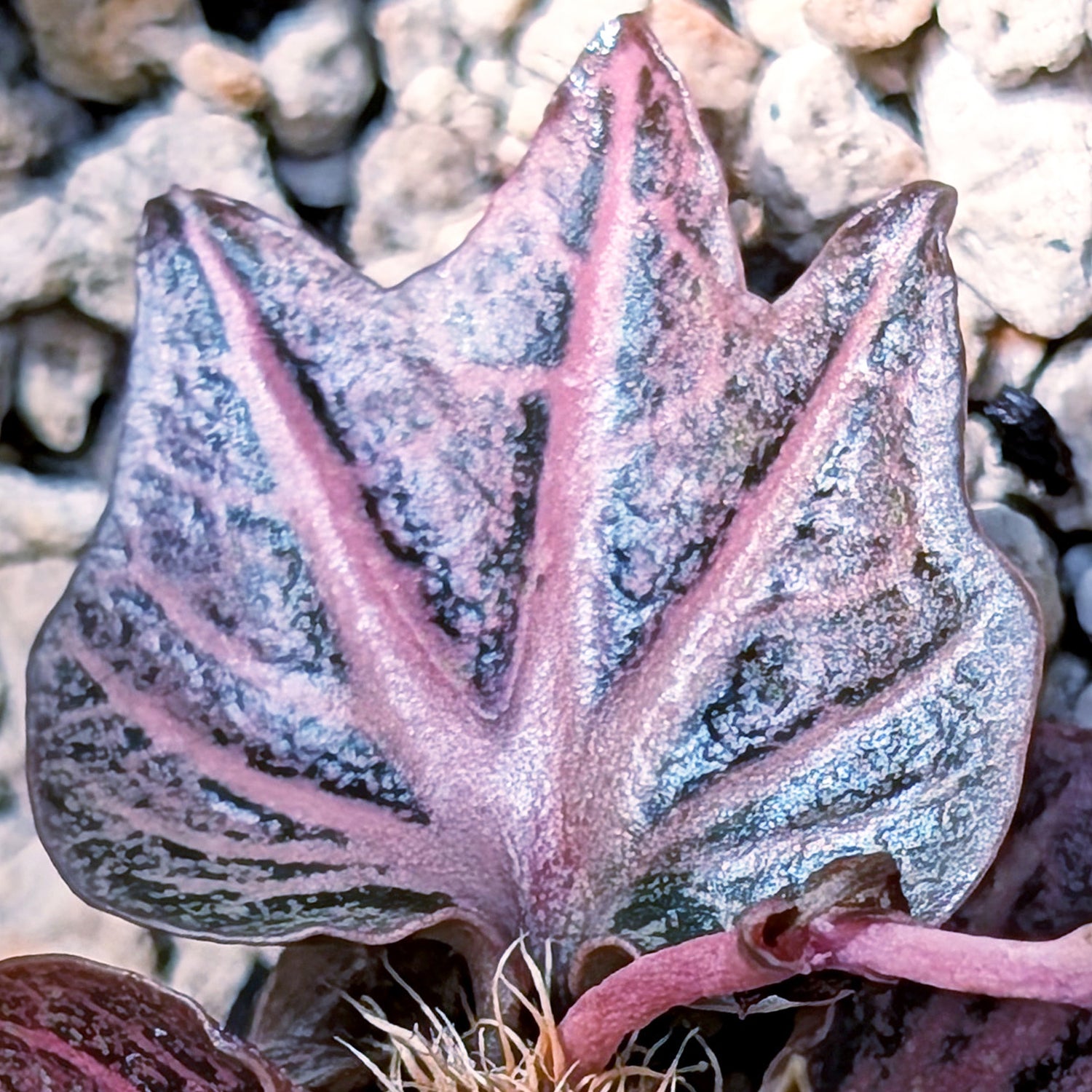 Euphorbia francoisii #6