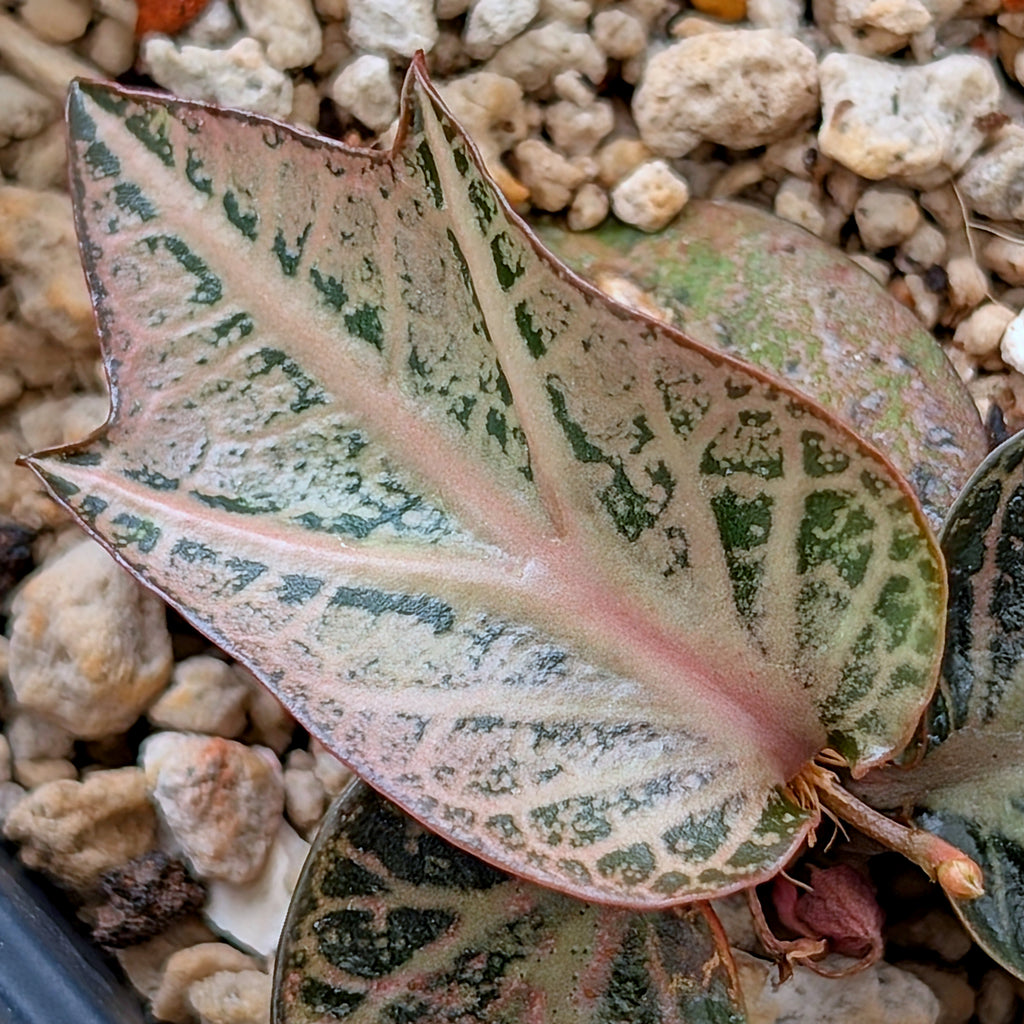 Euphorbia francoisii #6