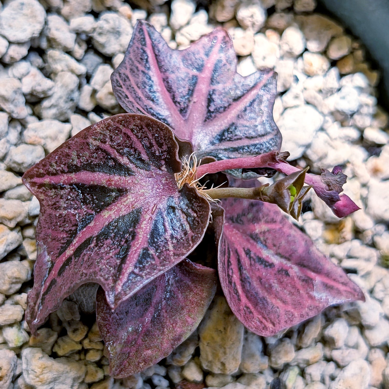 Euphorbia francoisii #6