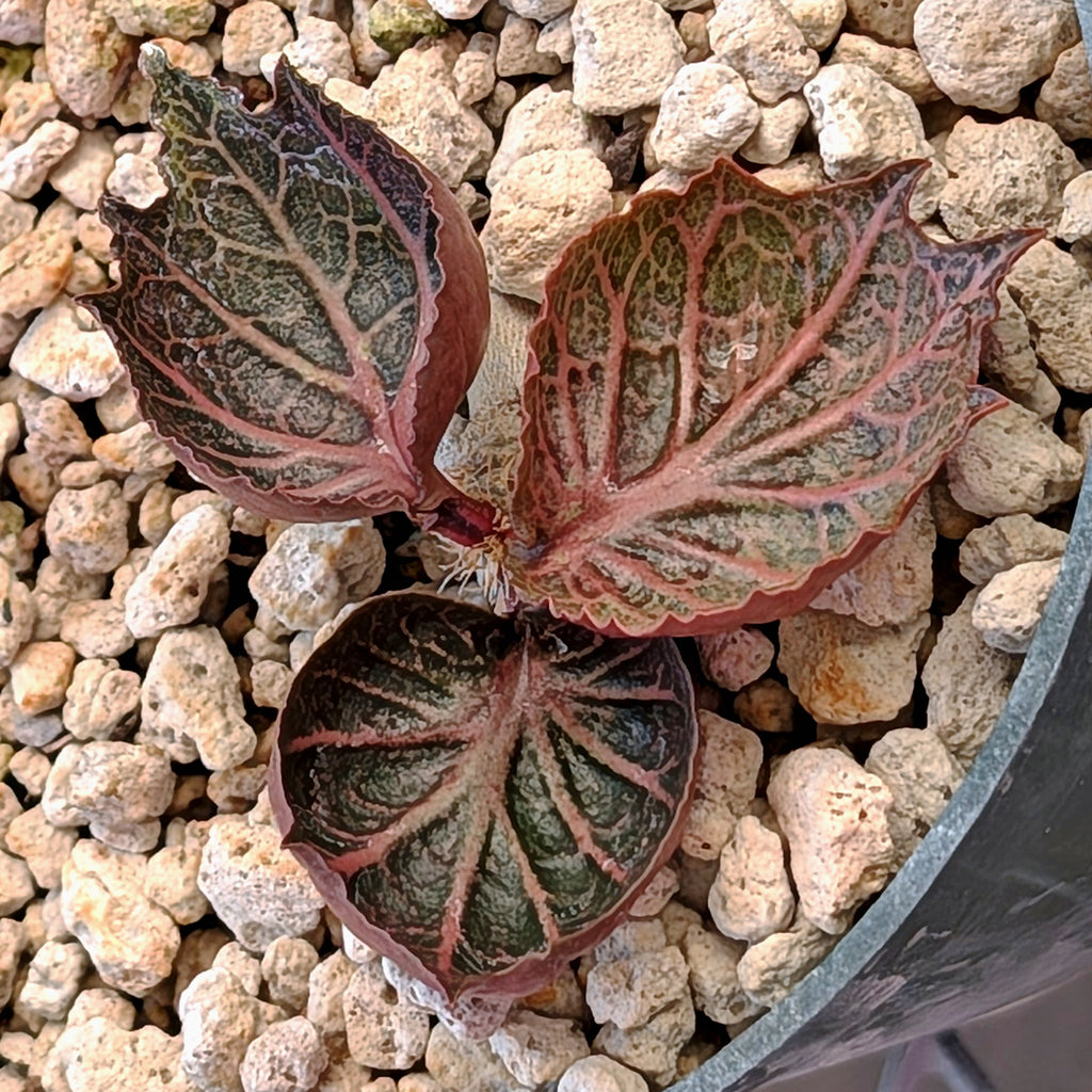 Euphorbia francoisii #6