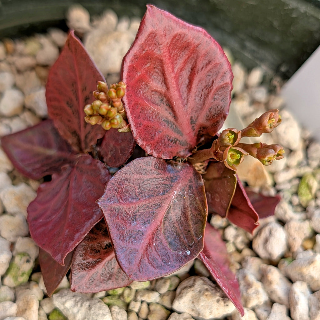 Euphorbia francoisii #6