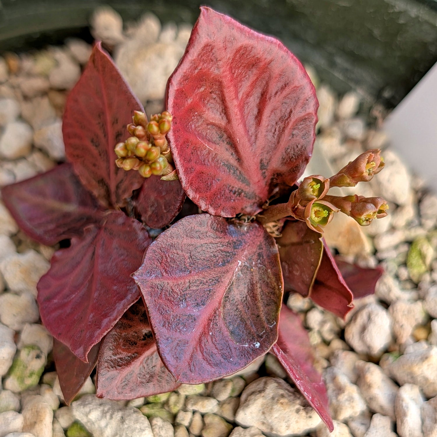 Euphorbia francoisii #6