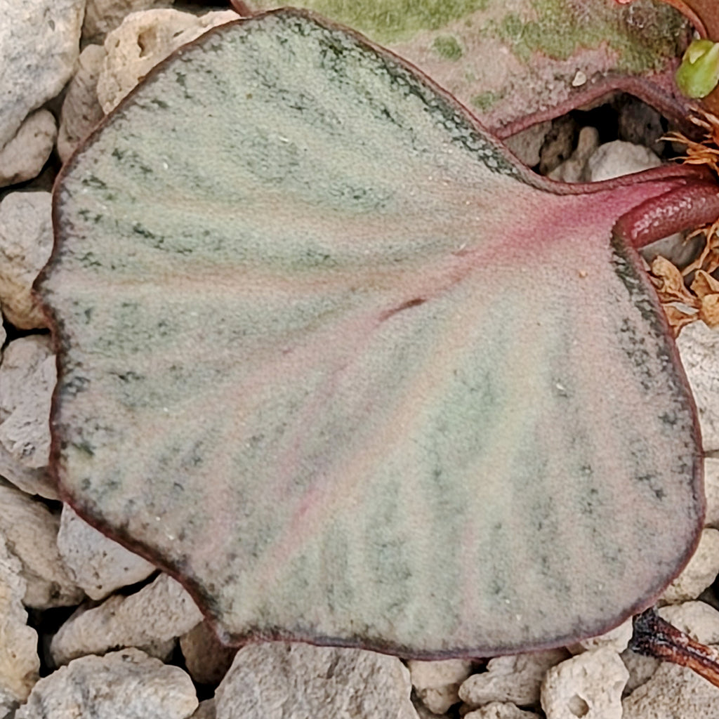 Euphorbia francoisii #6