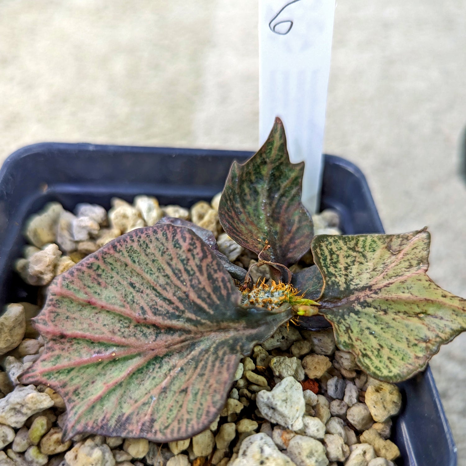 Euphorbia francoisii #6 SOLD OUT