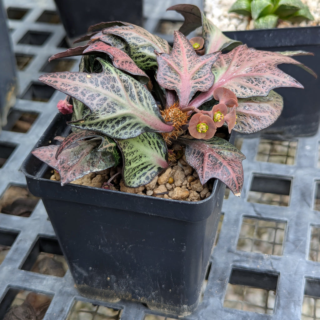 Euphorbia francoisii #6