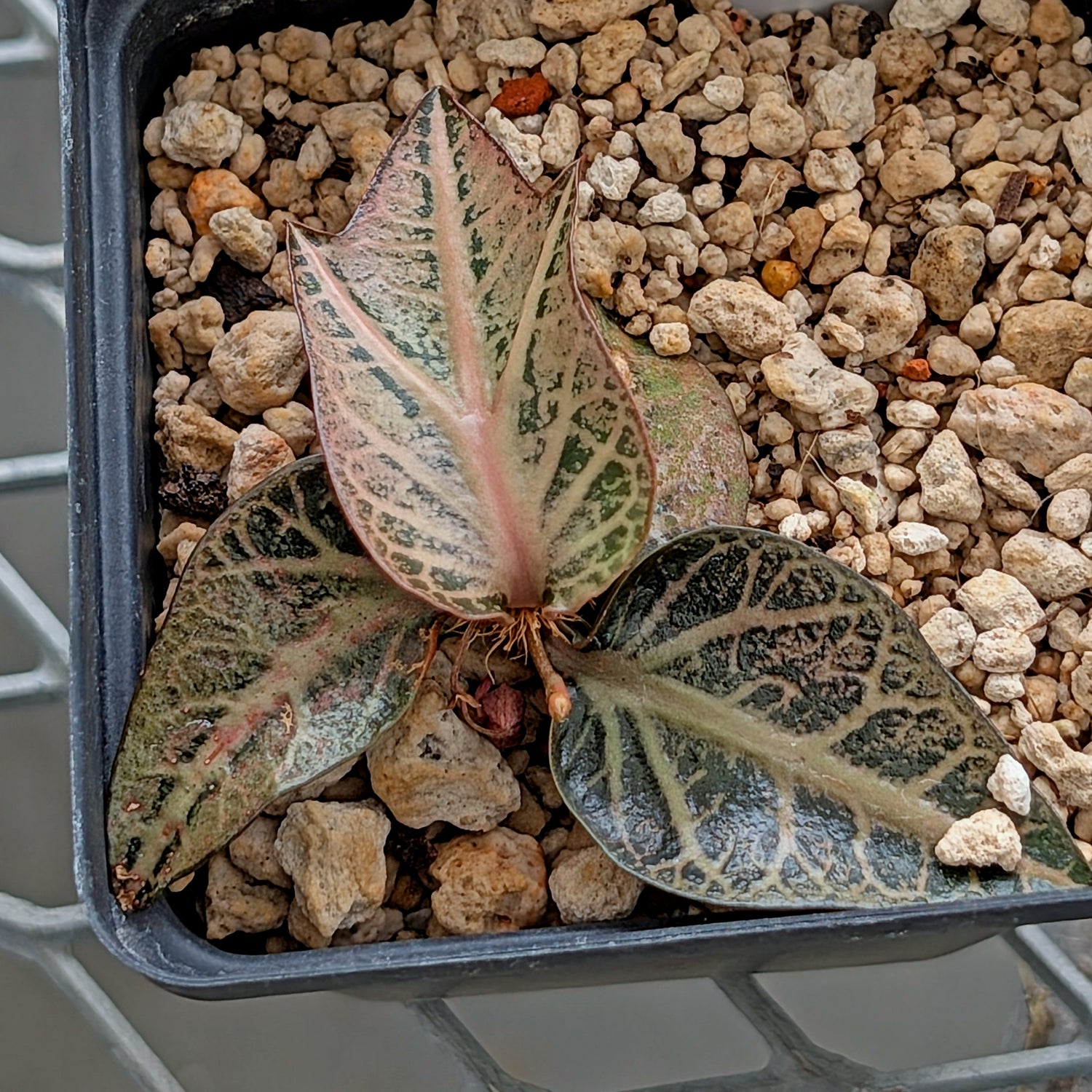 Euphorbia francoisii #6